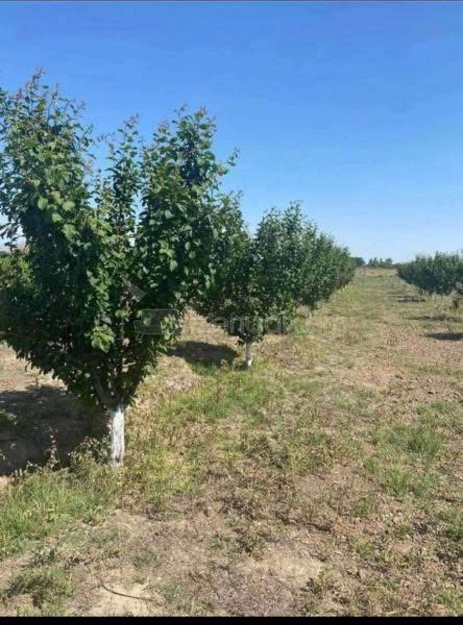 Բնակելի Նշանակության Հողատարածք, 2000քմ, Էլեկտրականությամբ, Ցանկապատված