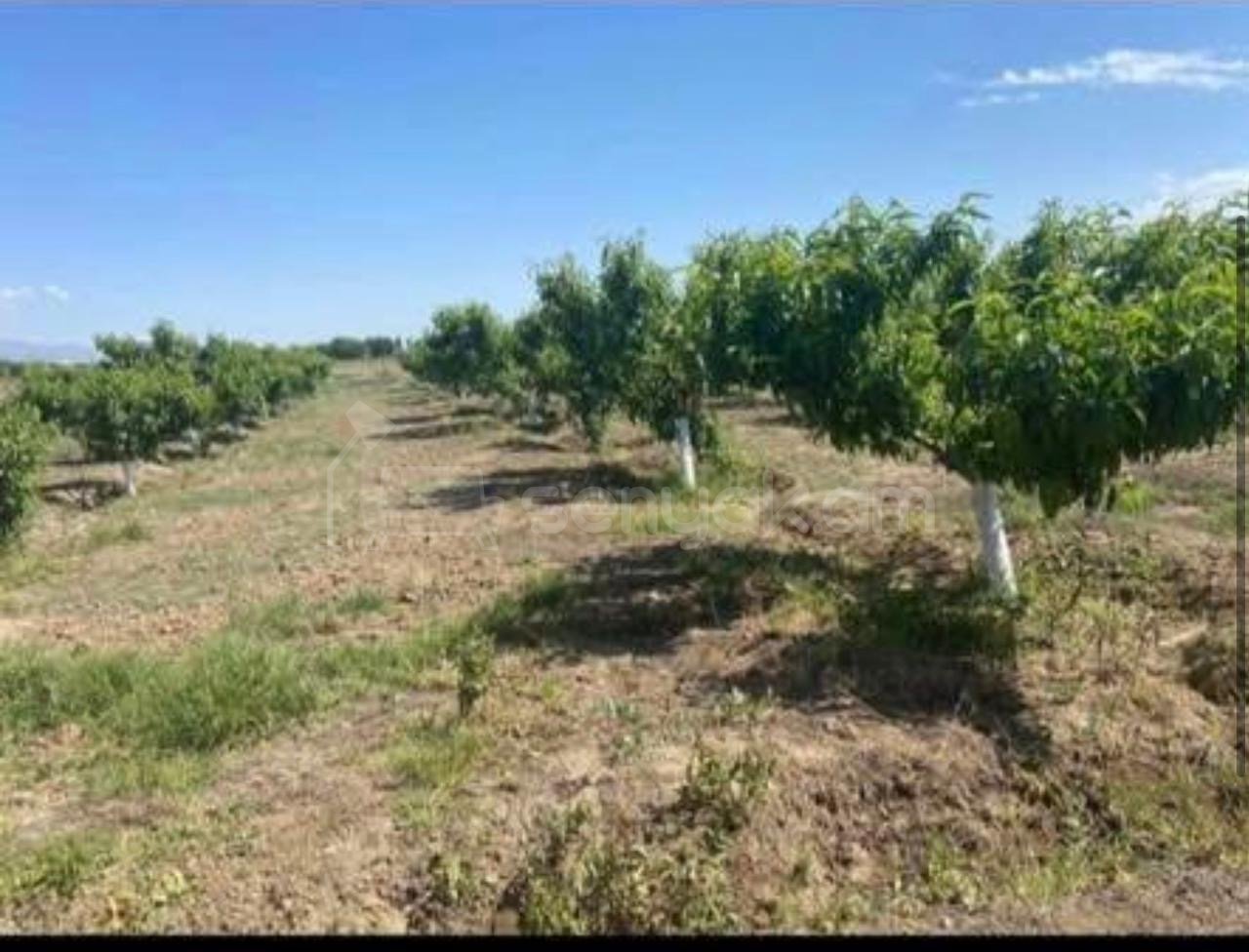 Բնակելի Նշանակության Հողատարածք, 2000քմ, Էլեկտրականությամբ, Ցանկապատված