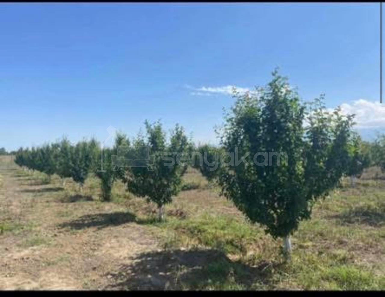 Բնակելի Նշանակության Հողատարածք, 2000քմ, Էլեկտրականությամբ, Ցանկապատված