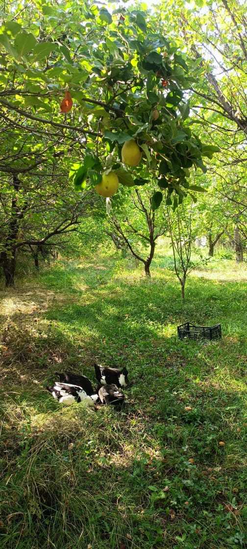 Կոմերցիոն Հողատարածք, 1470քմ, Ոռոգման Ջրով, Էլեկտրականությամբ