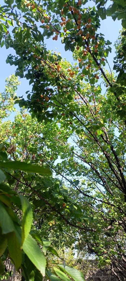 Կոմերցիոն Հողատարածք, 1470քմ, Ոռոգման Ջրով, Էլեկտրականությամբ