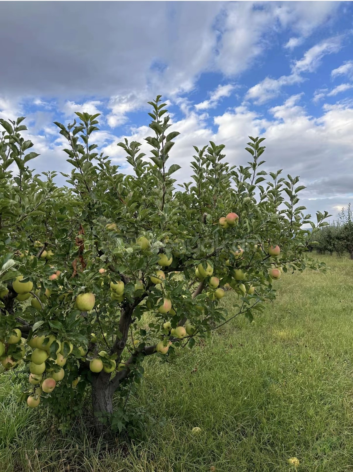 Այգի, 9000քմ, Ոռոգման Ջրով, Էլեկտրականությամբ, Ցանկապատված