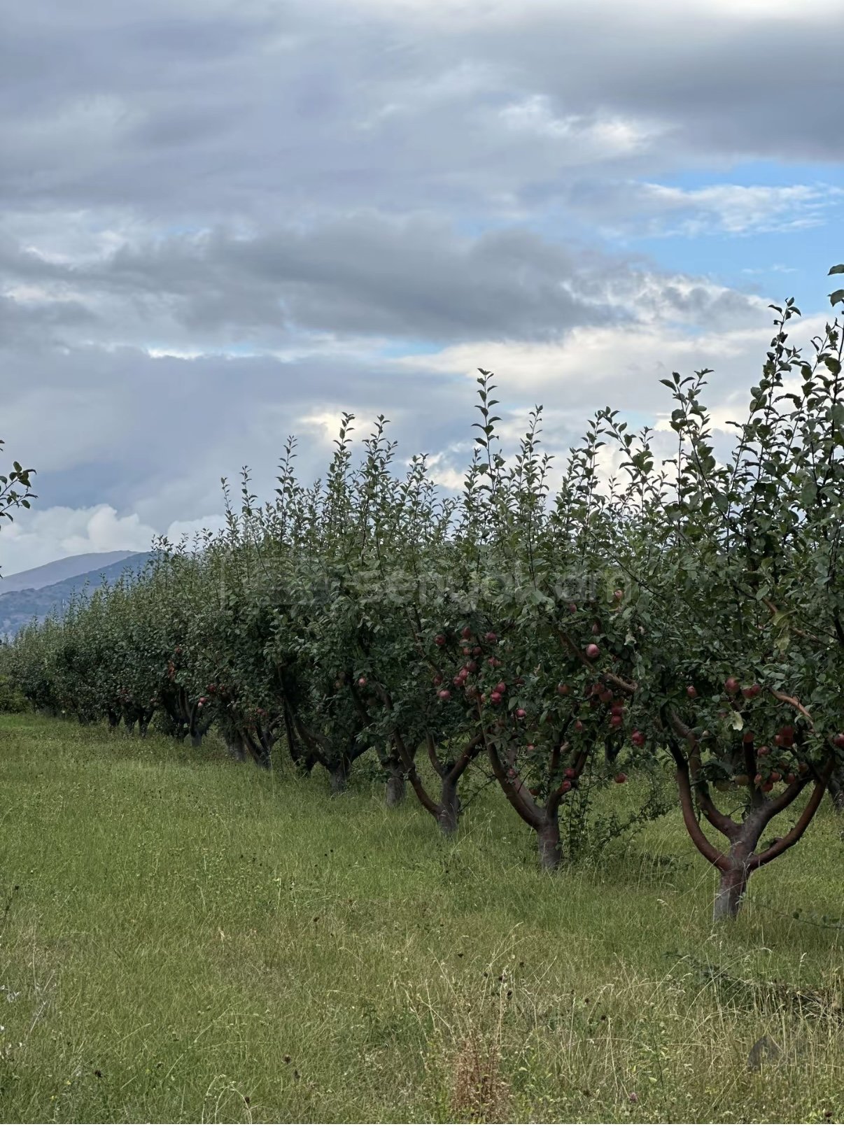 Այգի, 9000քմ, Ոռոգման Ջրով, Էլեկտրականությամբ, Ցանկապատված