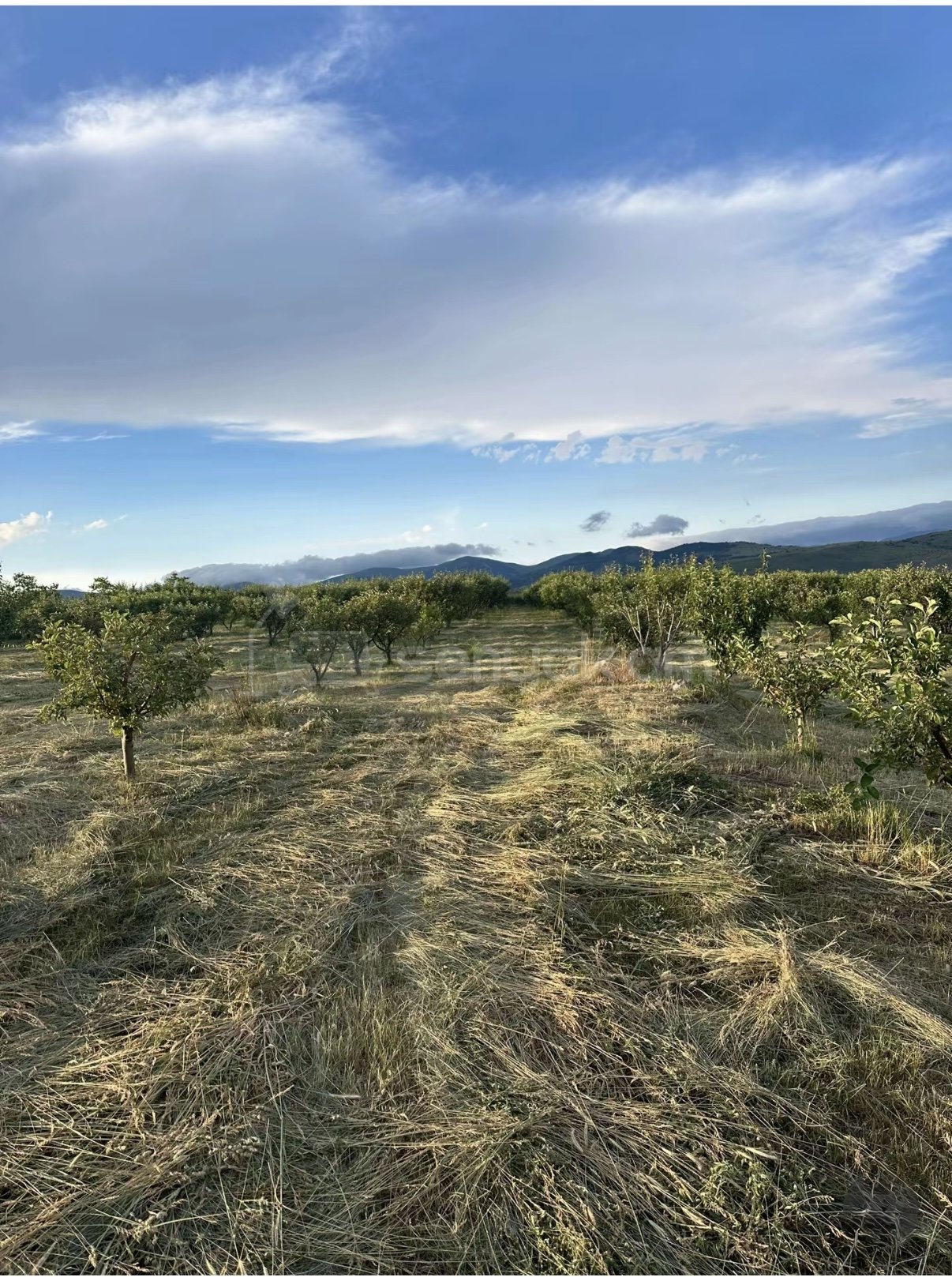 Այգի, 9000քմ, Ոռոգման Ջրով, Էլեկտրականությամբ, Ցանկապատված