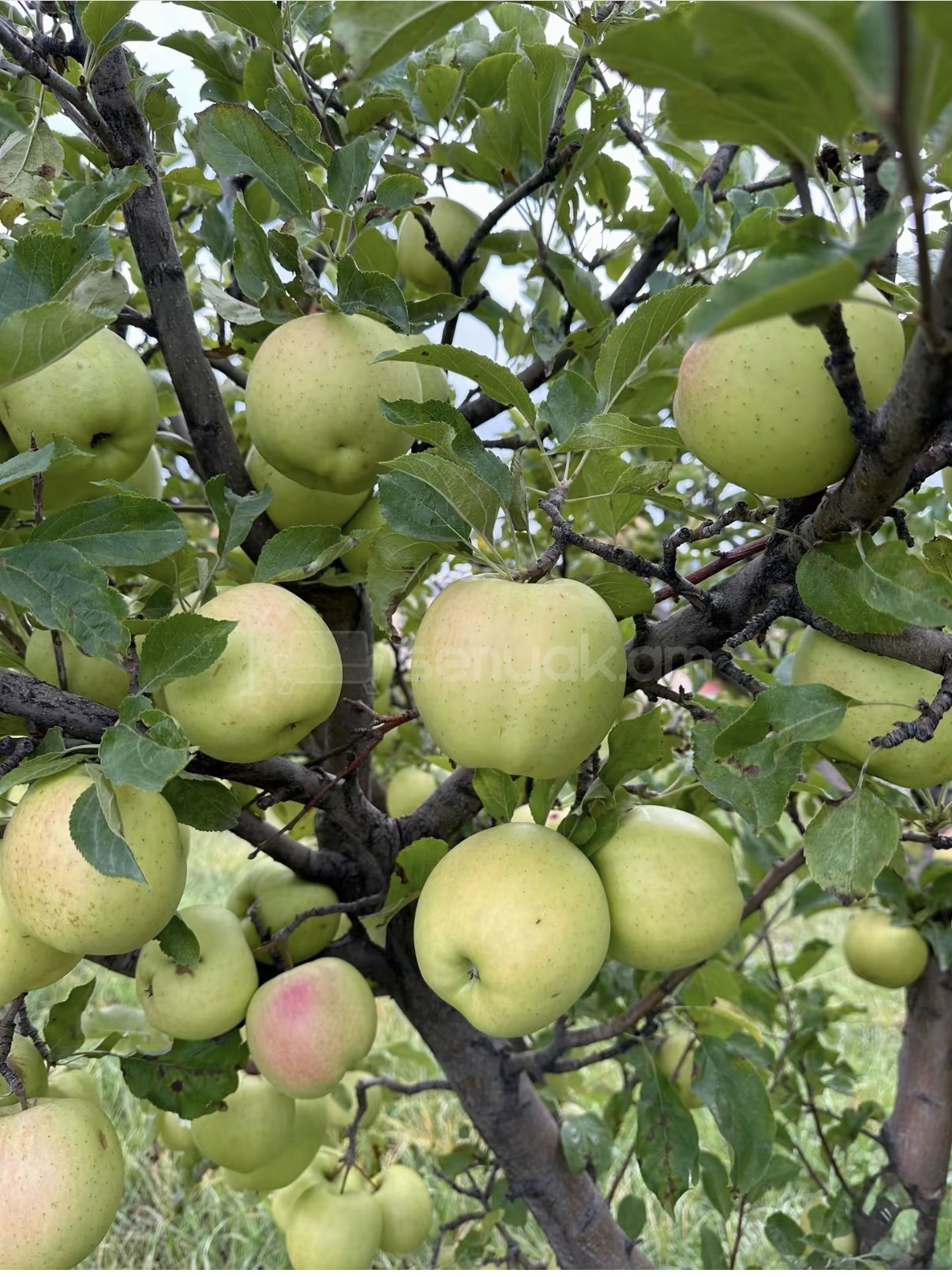 Այգի, 9000քմ, Ոռոգման Ջրով, Էլեկտրականությամբ, Ցանկապատված