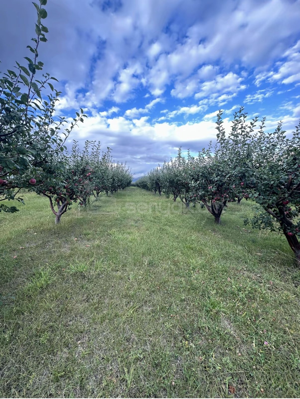 Այգի, 9000քմ, Ոռոգման Ջրով, Էլեկտրականությամբ, Ցանկապատված