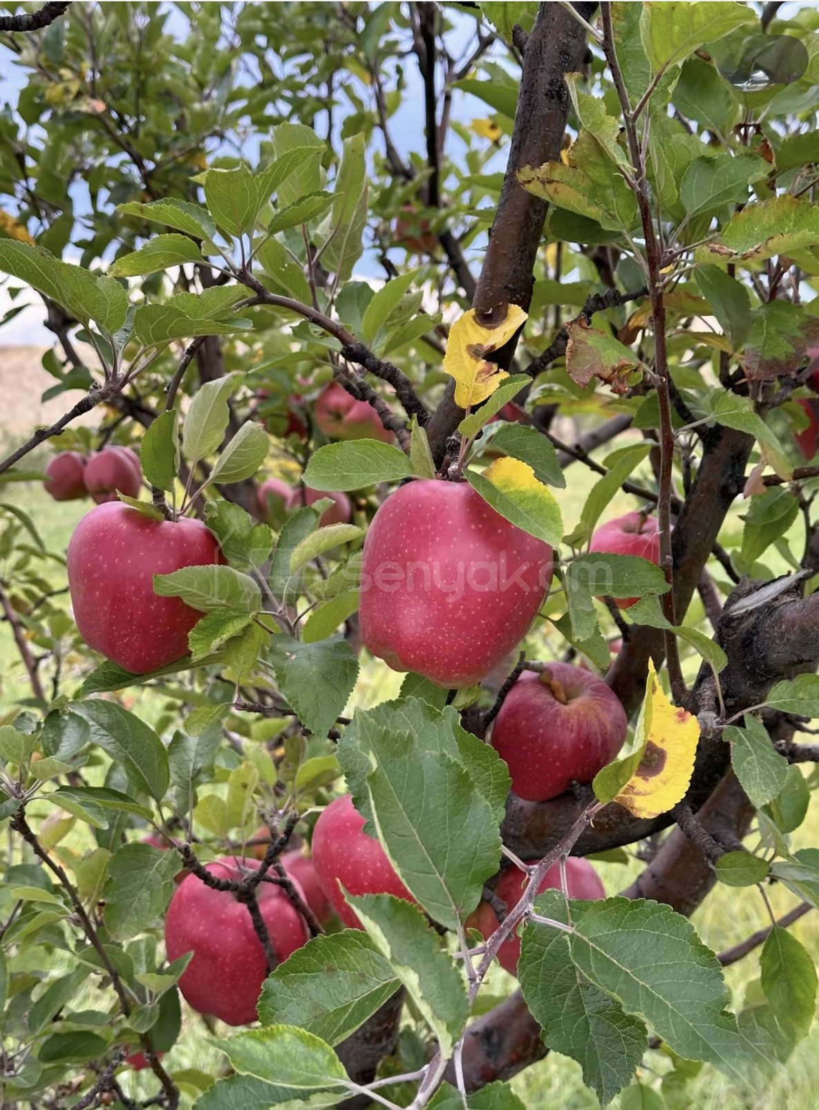 Այգի, 9000քմ, Ոռոգման Ջրով, Էլեկտրականությամբ, Ցանկապատված