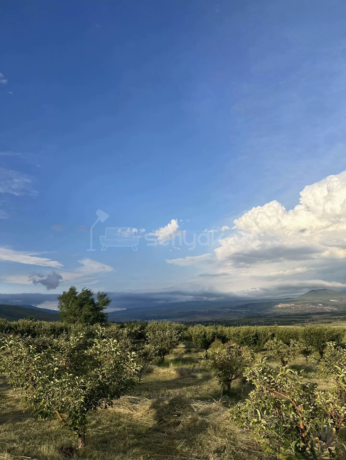 Այգի, 9000քմ, Ոռոգման Ջրով, Էլեկտրականությամբ, Ցանկապատված