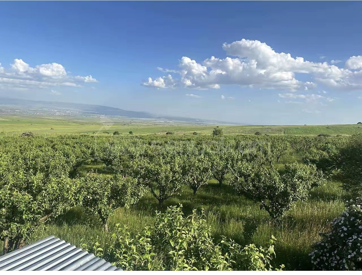 Այգի, 9000քմ, Ոռոգման Ջրով, Էլեկտրականությամբ, Ցանկապատված