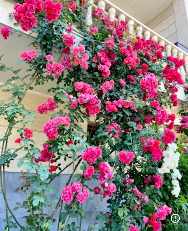 4 Սենյականոց Բնակարան Քարե Շենքում, 110քմ, 2/3 հարկ, Դիզայներական Վերանորոգված