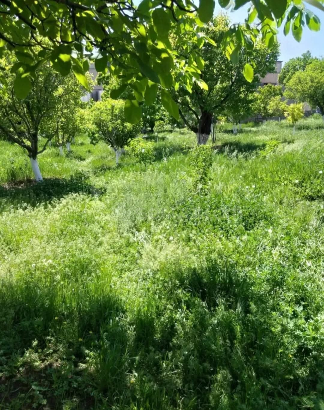 Հողամաս, 1500քմ, Ոռոգման Ջրով, Էլեկտրականությամբ