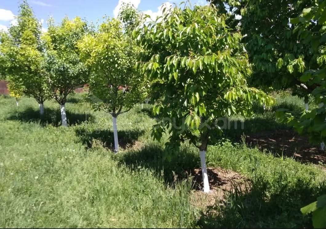 Հողամաս, 1500քմ, Ոռոգման Ջրով, Էլեկտրականությամբ