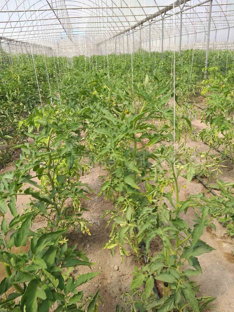 Այգի, 1850քմ, Ոռոգման Ջրով, Էլեկտրականությամբ, Պարսպապատ