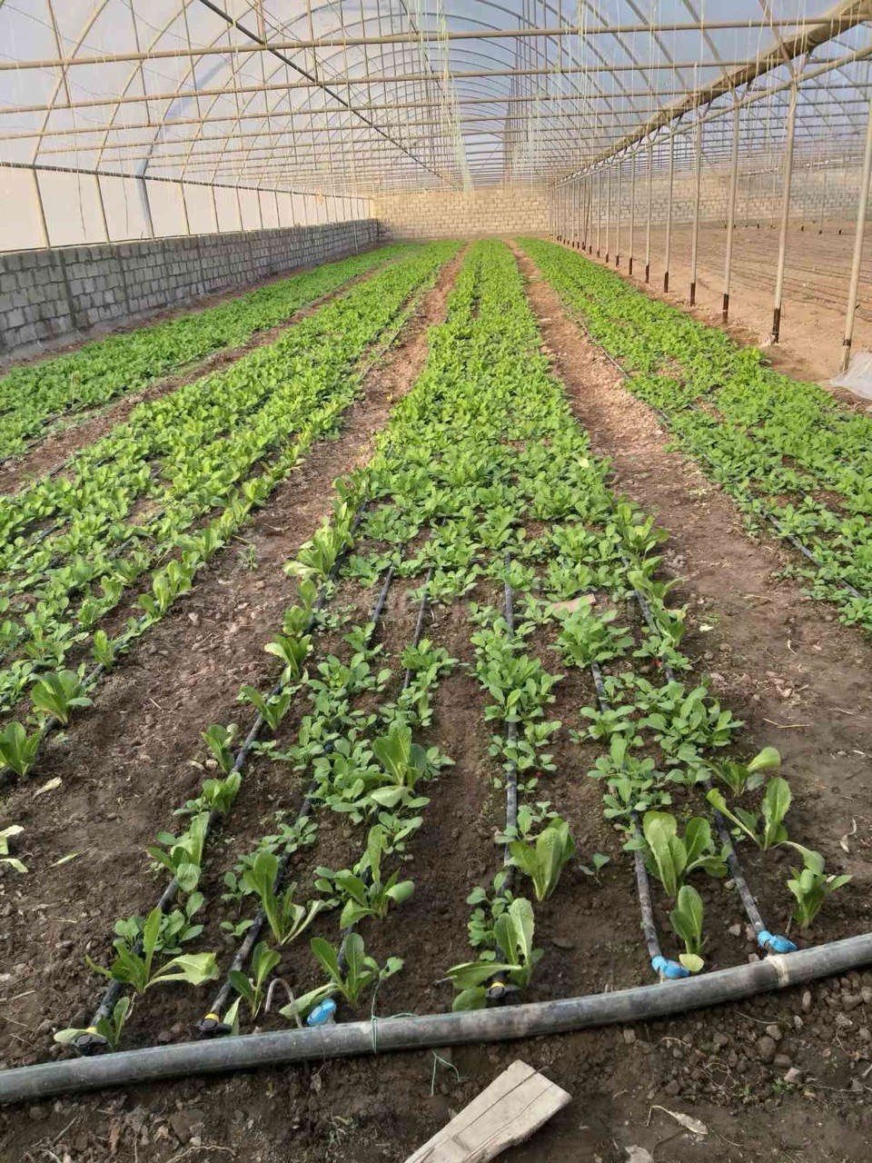 Այգի, 1850քմ, Ոռոգման Ջրով, Էլեկտրականությամբ, Պարսպապատ