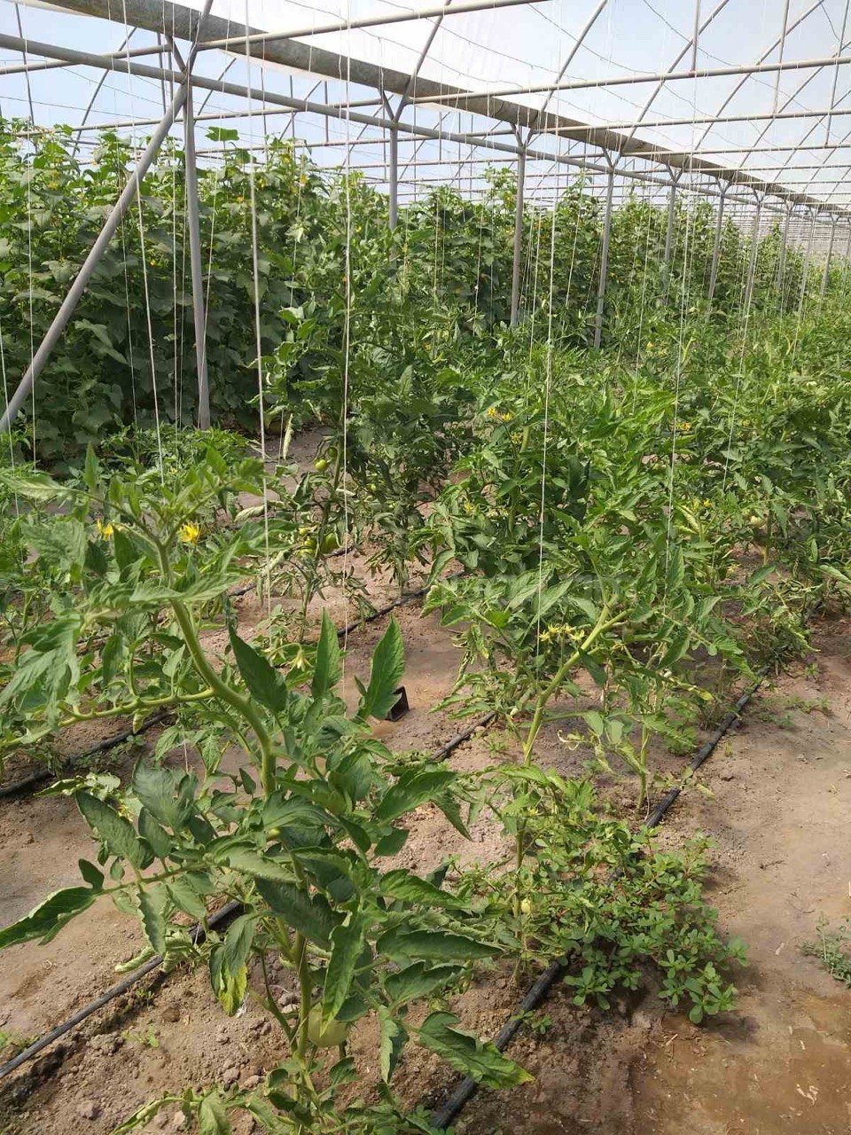 Այգի, 1850քմ, Ոռոգման Ջրով, Էլեկտրականությամբ, Պարսպապատ