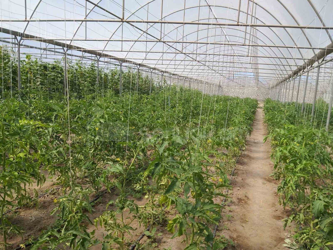 Այգի, 1850քմ, Ոռոգման Ջրով, Էլեկտրականությամբ, Պարսպապատ