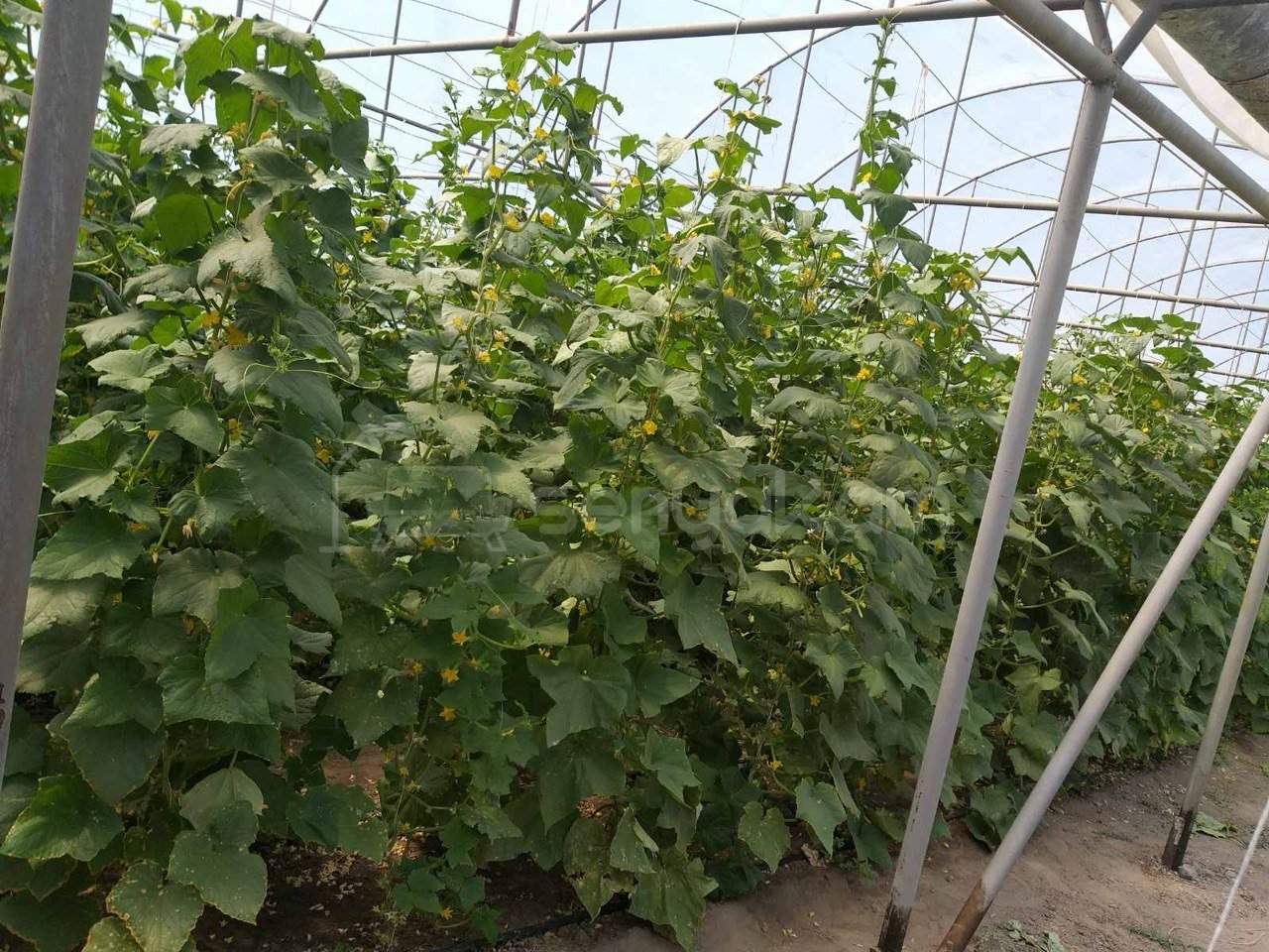 Այգի, 1850քմ, Ոռոգման Ջրով, Էլեկտրականությամբ, Պարսպապատ