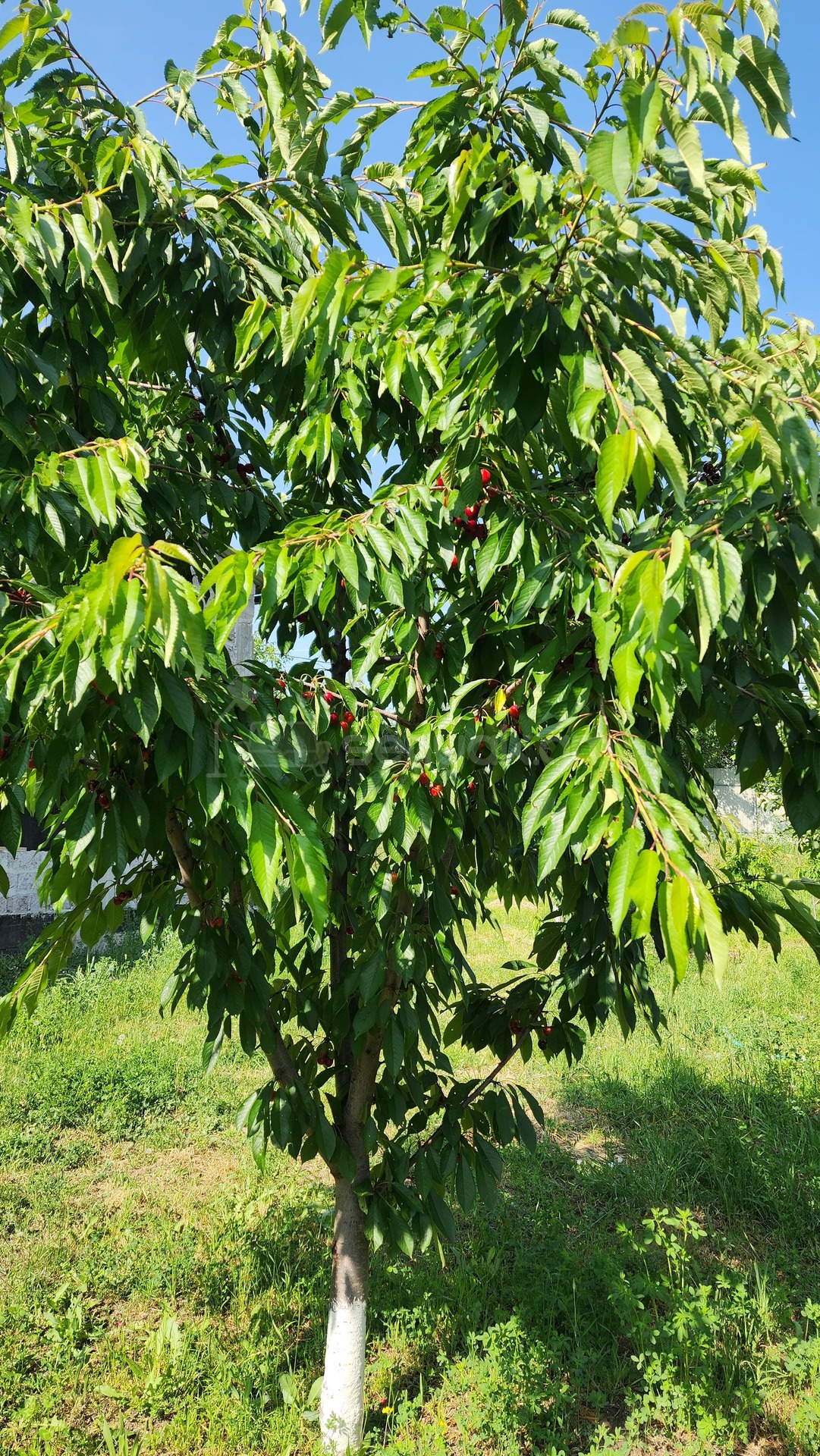 Ազատ նախագծով Սեփական Տուն, 181քմ