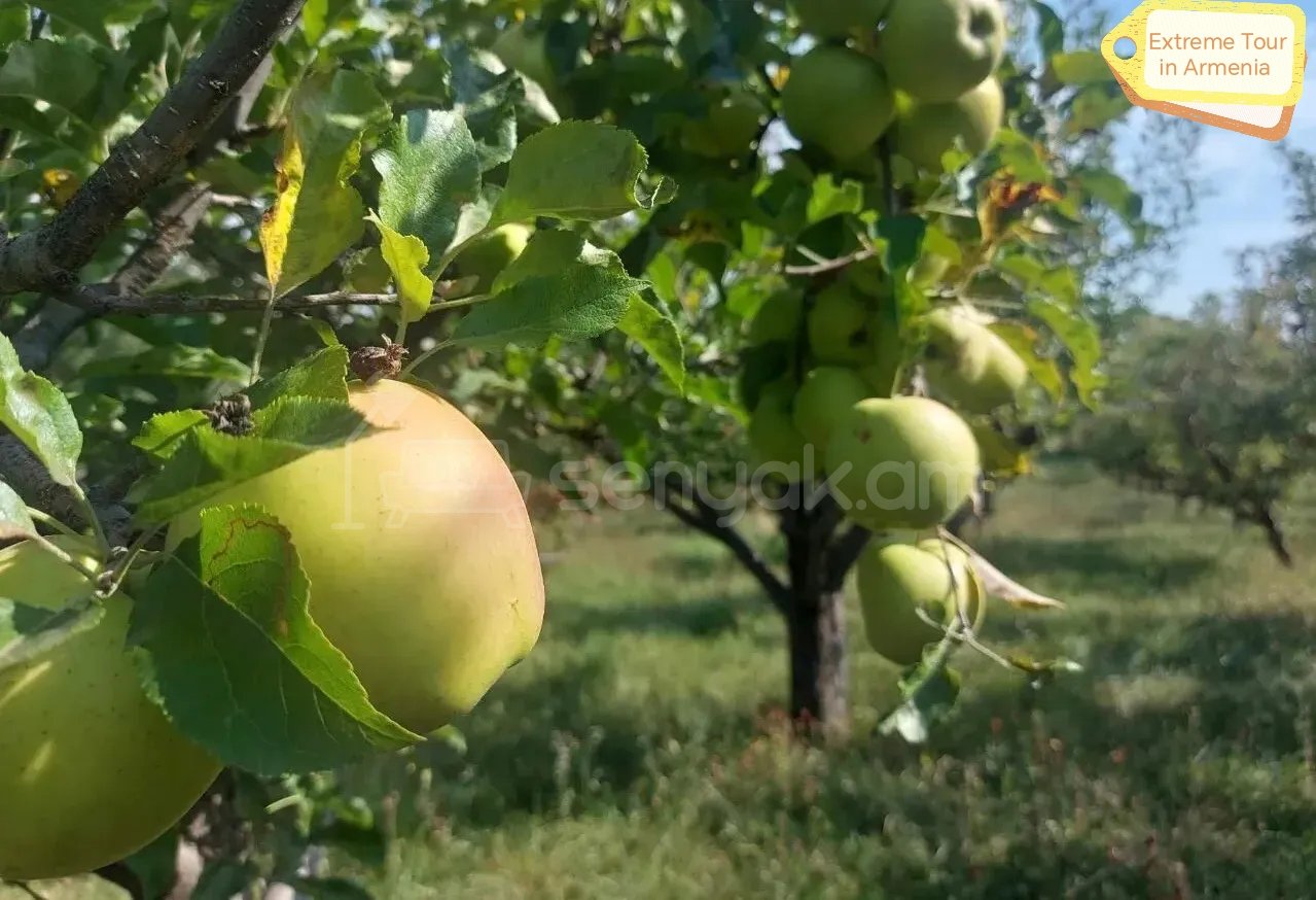 Բնակելի Նշանակության Հողատարածք, 3400քմ, Խմելու Ջրով, Էլեկտրականությամբ, Ցանկապատված