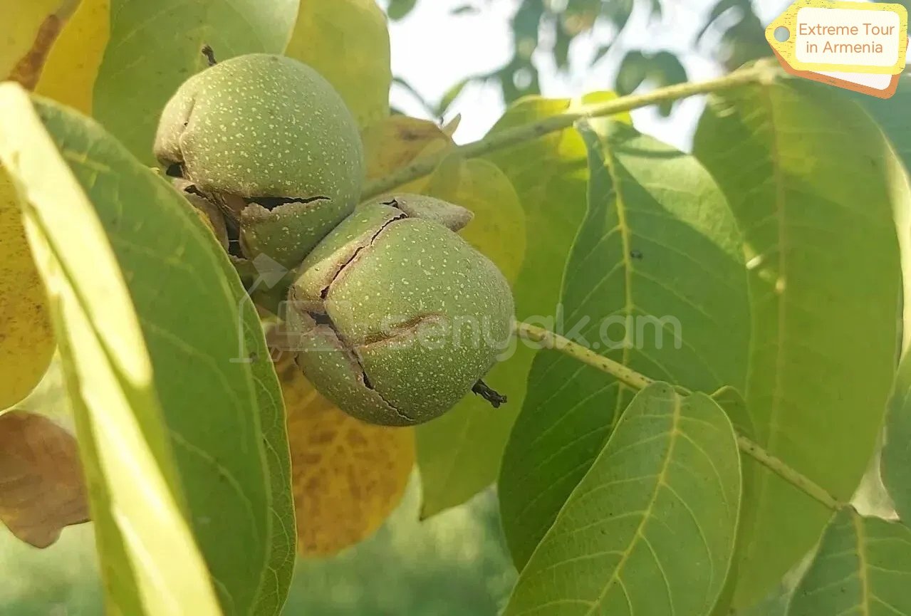 Բնակելի Նշանակության Հողատարածք, 3400քմ, Խմելու Ջրով, Էլեկտրականությամբ, Ցանկապատված