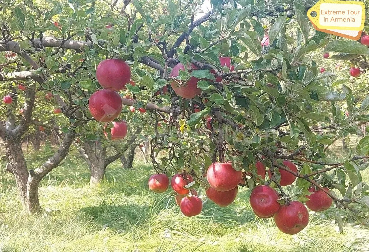 Բնակելի Նշանակության Հողատարածք, 3400քմ, Խմելու Ջրով, Էլեկտրականությամբ, Ցանկապատված