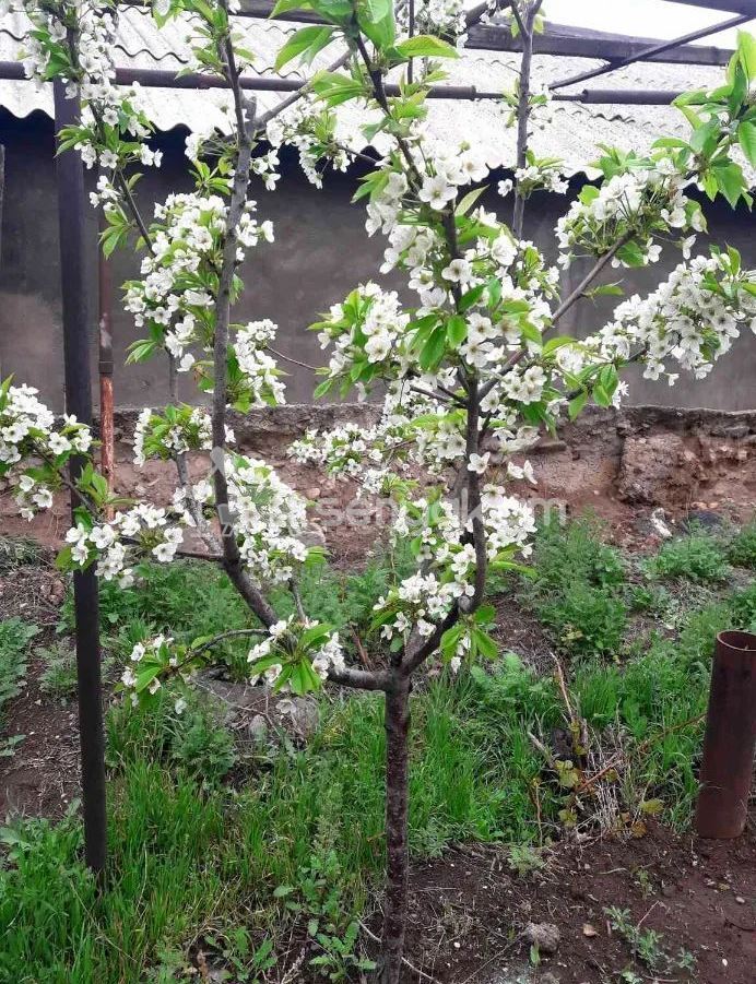 4 Սենյականոց Սեփական Տուն, 100քմ, Կոսմետիկ Վերանորոգված, Ավտոտնակով