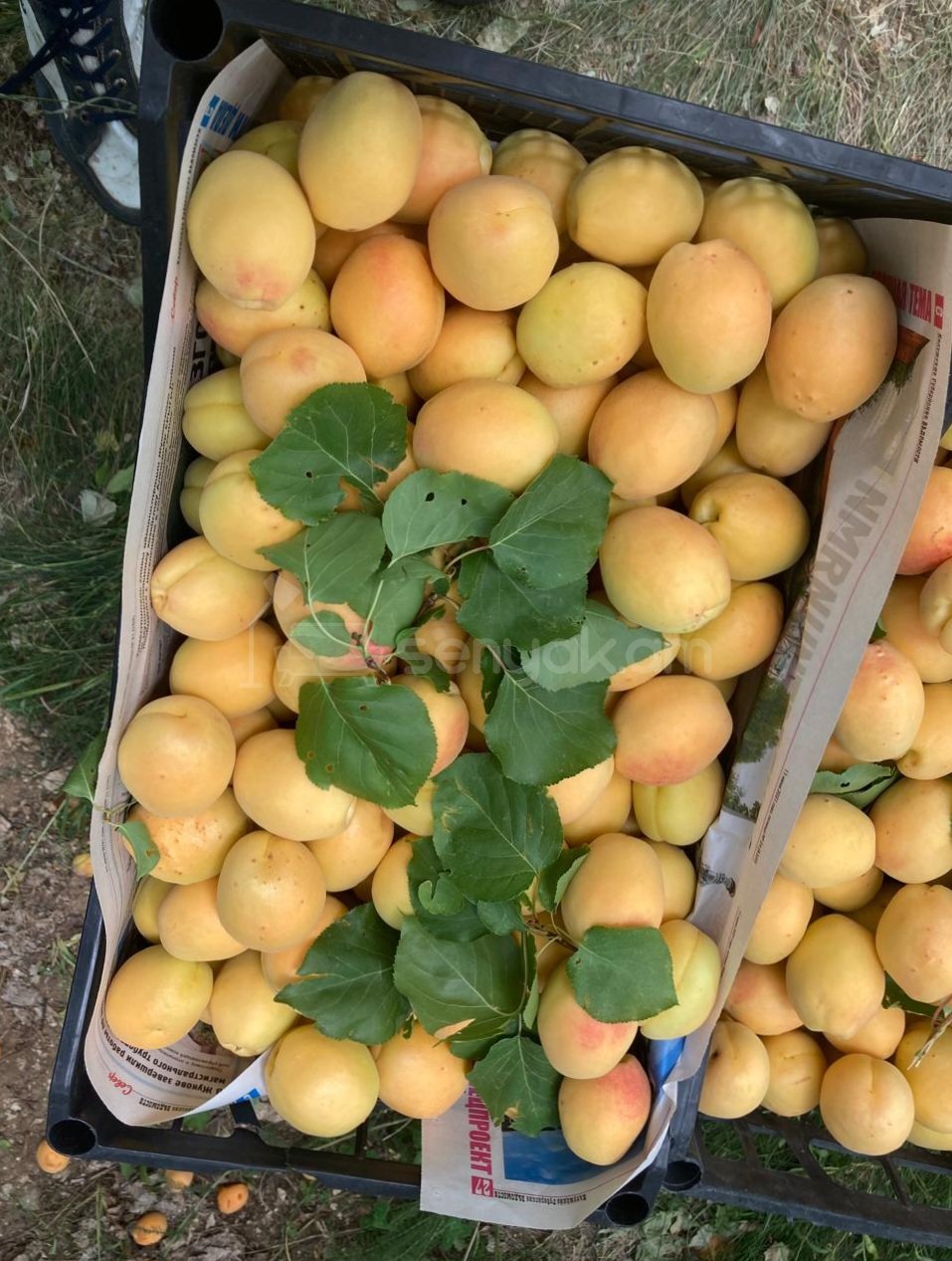 Այգի, 5228քմ, Ոռոգման Ջրով