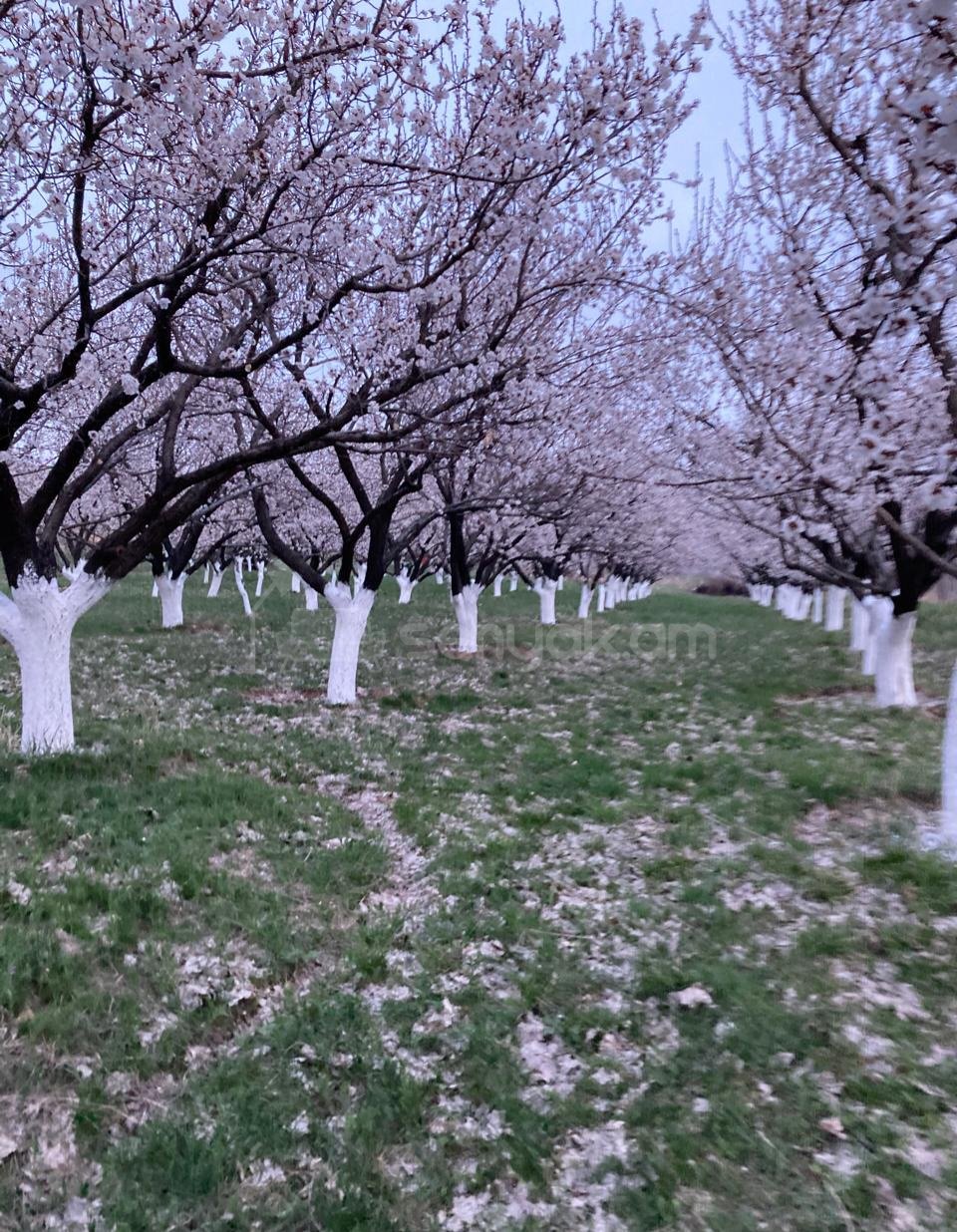 Այգի, 5228քմ, Ոռոգման Ջրով