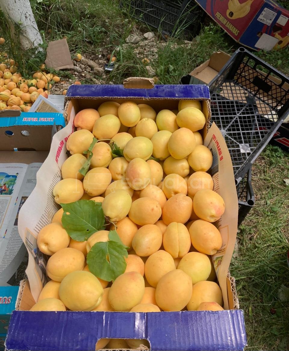 Այգի, 5228քմ, Ոռոգման Ջրով