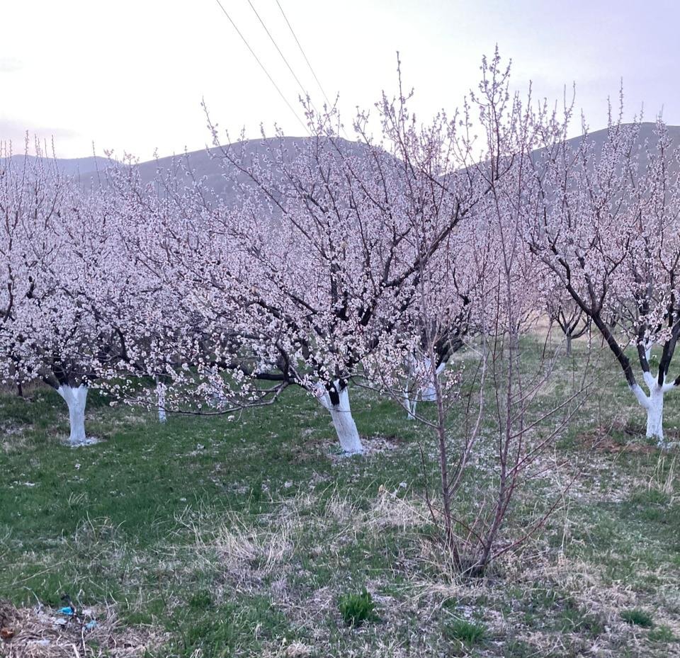 Այգի, 5228քմ, Ոռոգման Ջրով