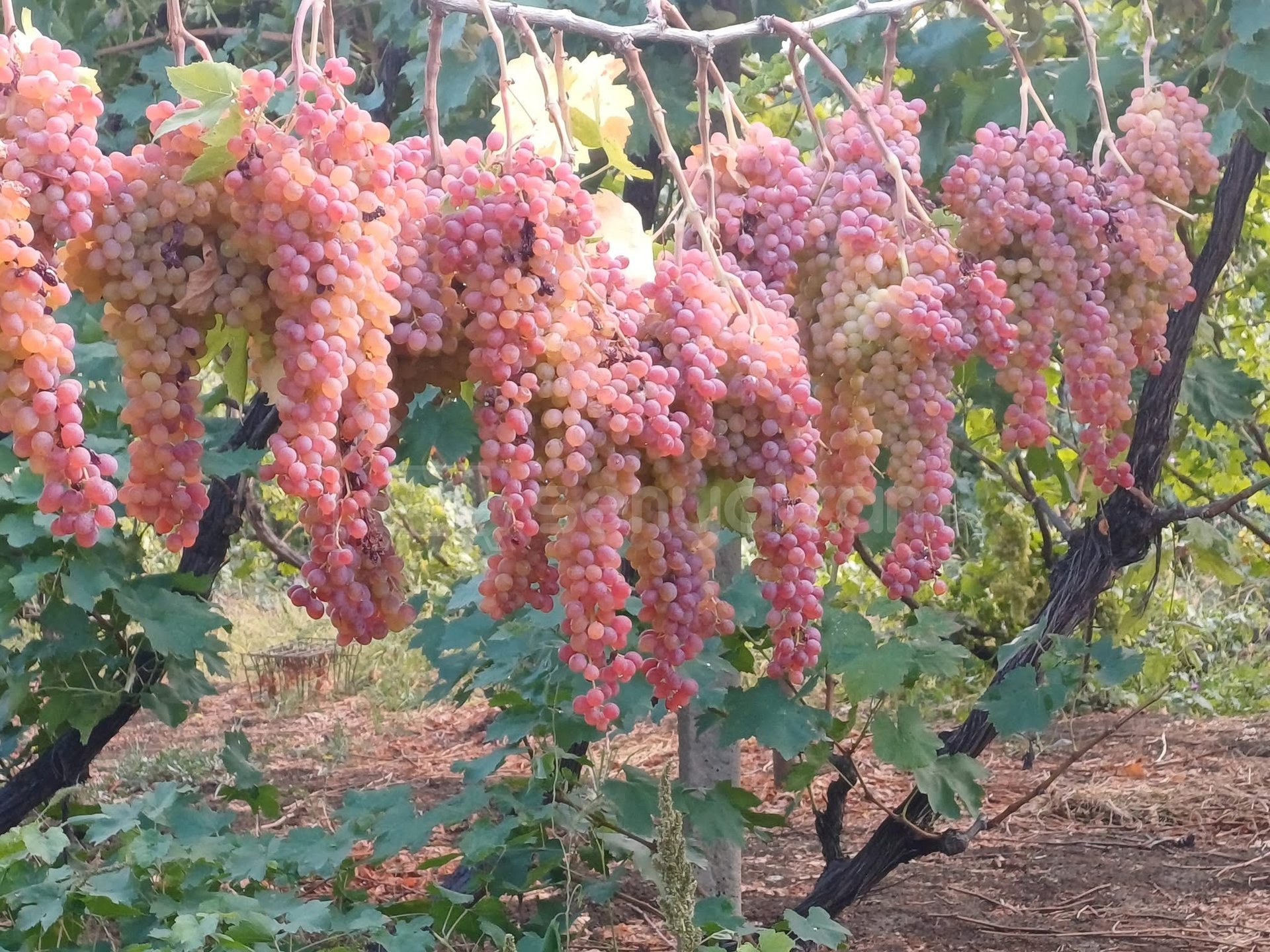 Այգի, 26345քմ