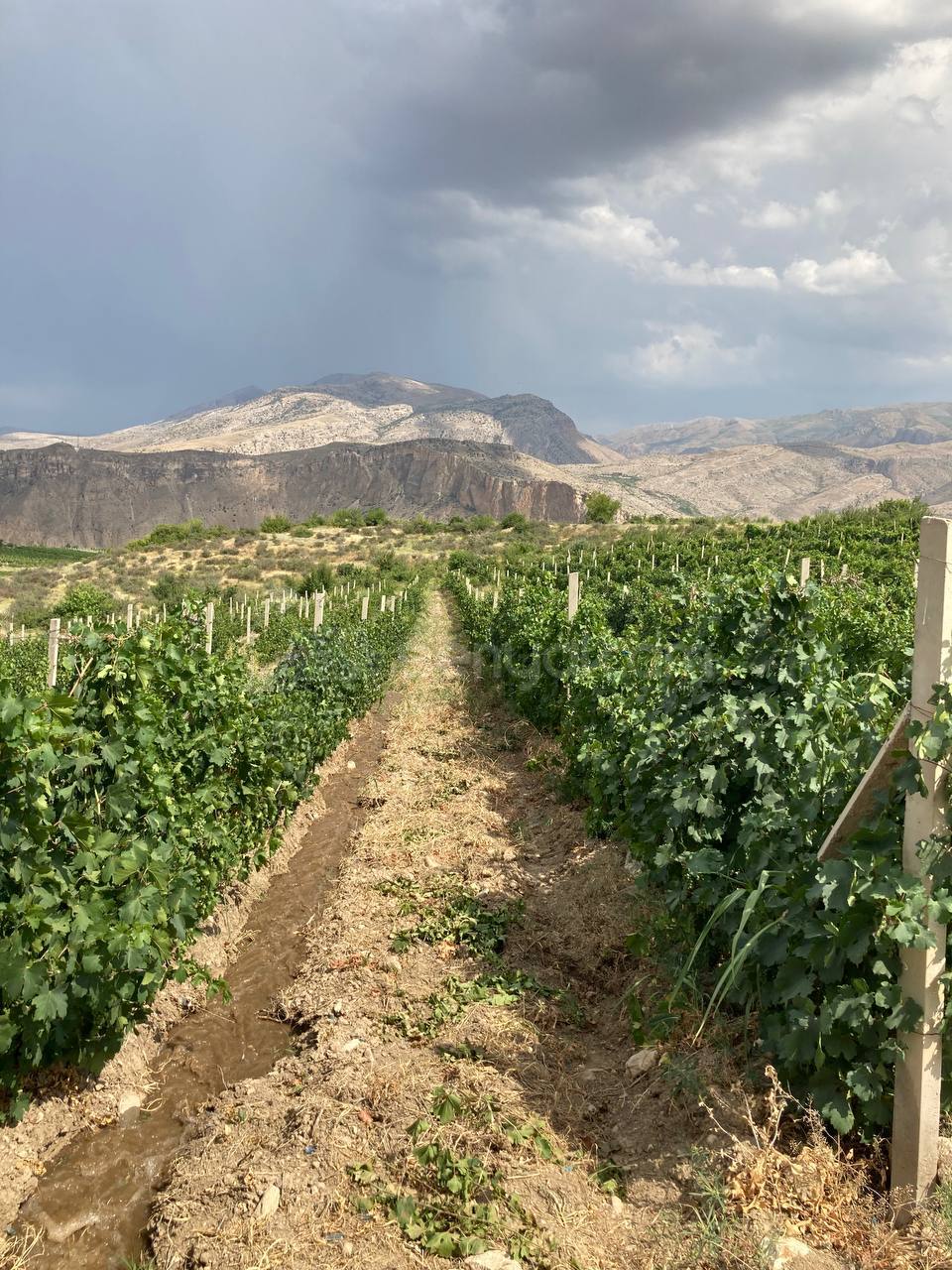 Հողամաս, 4300քմ, Ոռոգման Ջրով