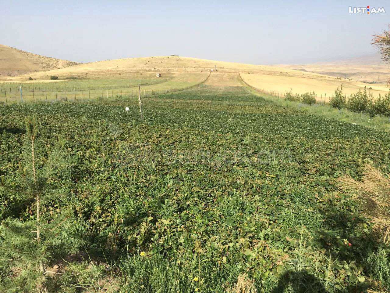 Հողամաս, 10000քմ, Ոռոգման Ջրով, Ցանկապատված