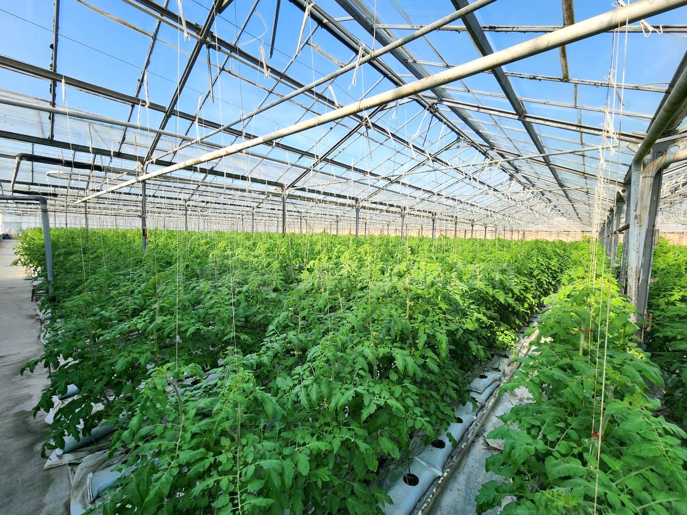 Հողամաս, 15000քմ, Ոռոգման Ջրով, Էլեկտրականությամբ