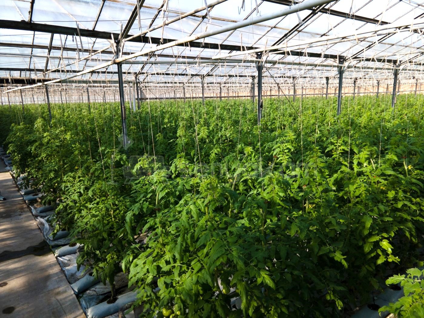 Հողամաս, 15000քմ, Ոռոգման Ջրով, Էլեկտրականությամբ