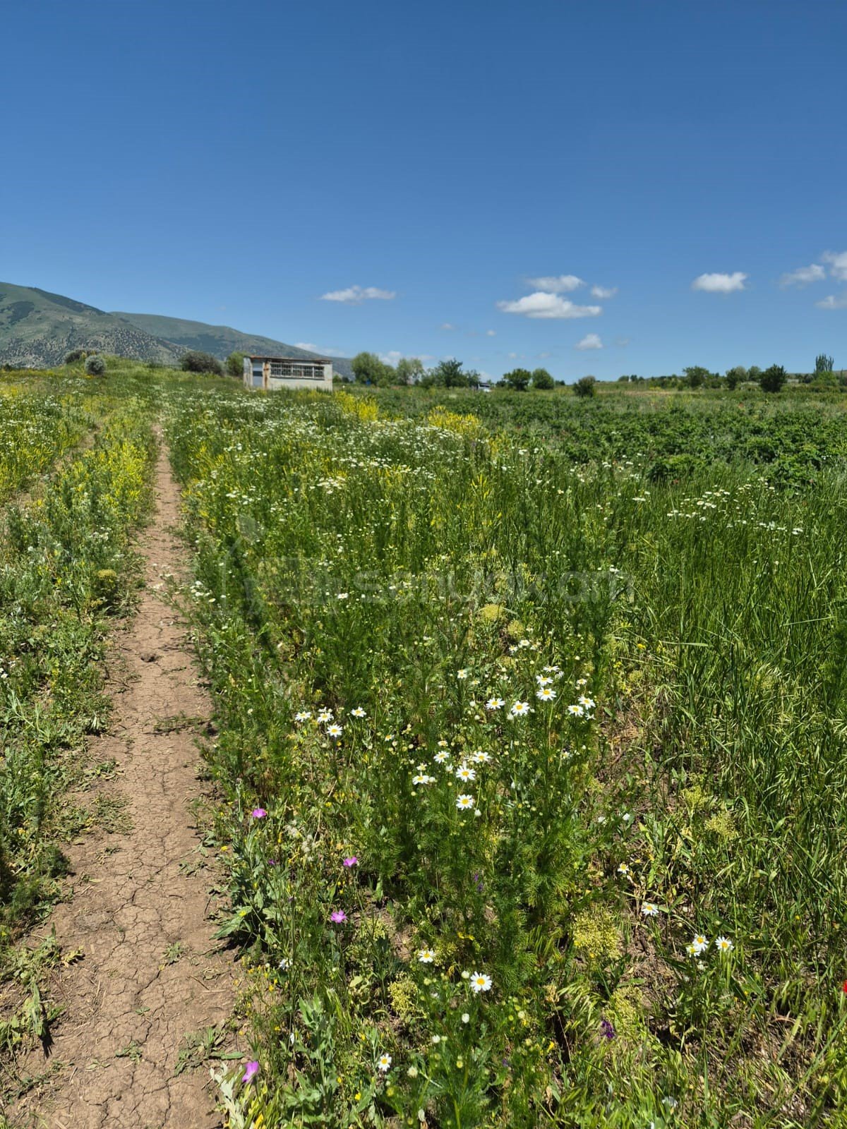 Հողատարածք, 3508քմ, Ոռոգման Ջրով