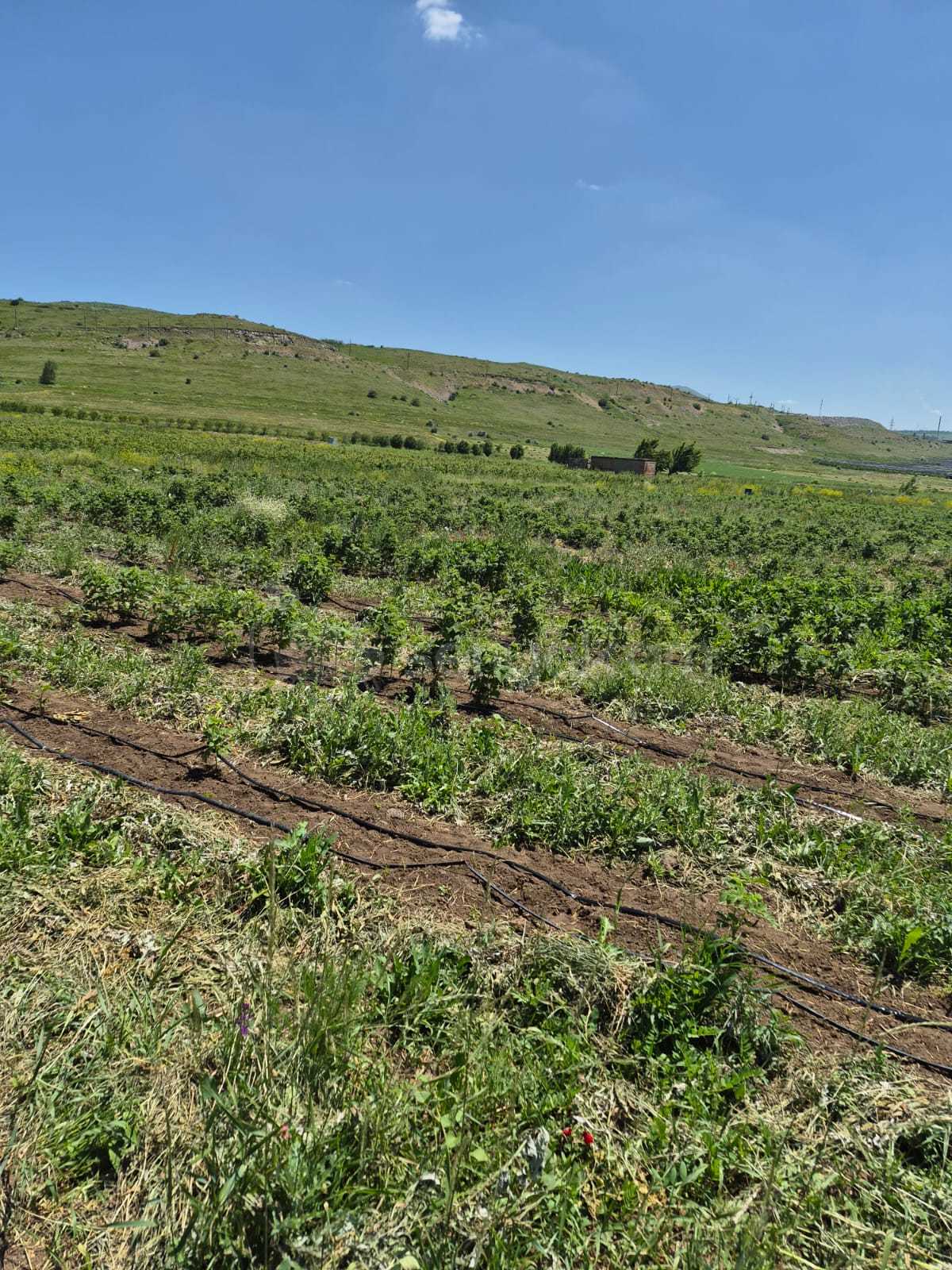 Հողատարածք, 3508քմ, Ոռոգման Ջրով