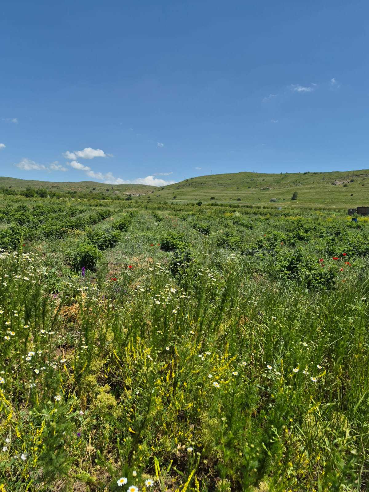 Հողատարածք, 3508քմ, Ոռոգման Ջրով
