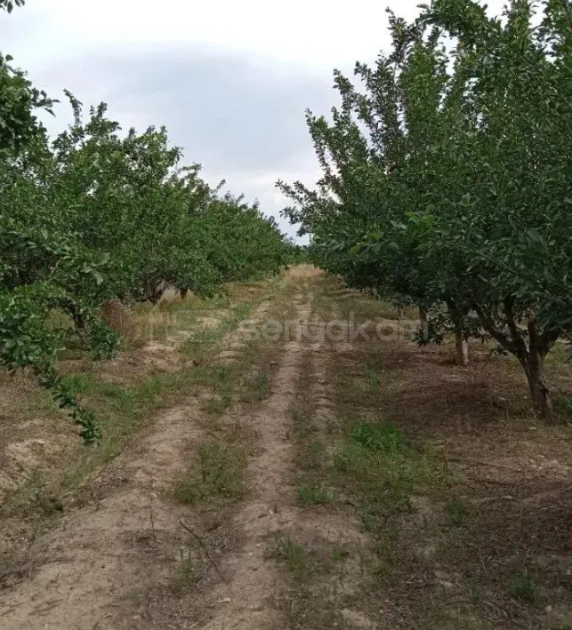 Այգի, 13870քմ, Ռռոգման Ջրով, էլեկտրականությամբ