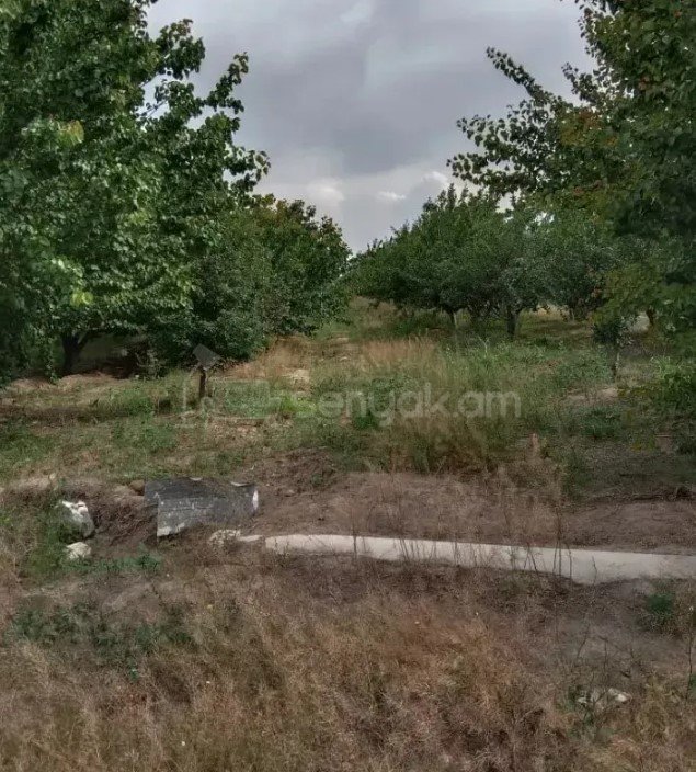 Այգի, 13870քմ, Ռռոգման Ջրով, էլեկտրականությամբ