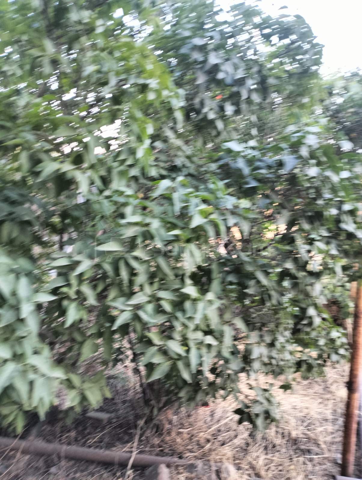 3 Սենյականոց Սեփական Տուն, 295քմ, Կոսմետիկ Վերանորոգված