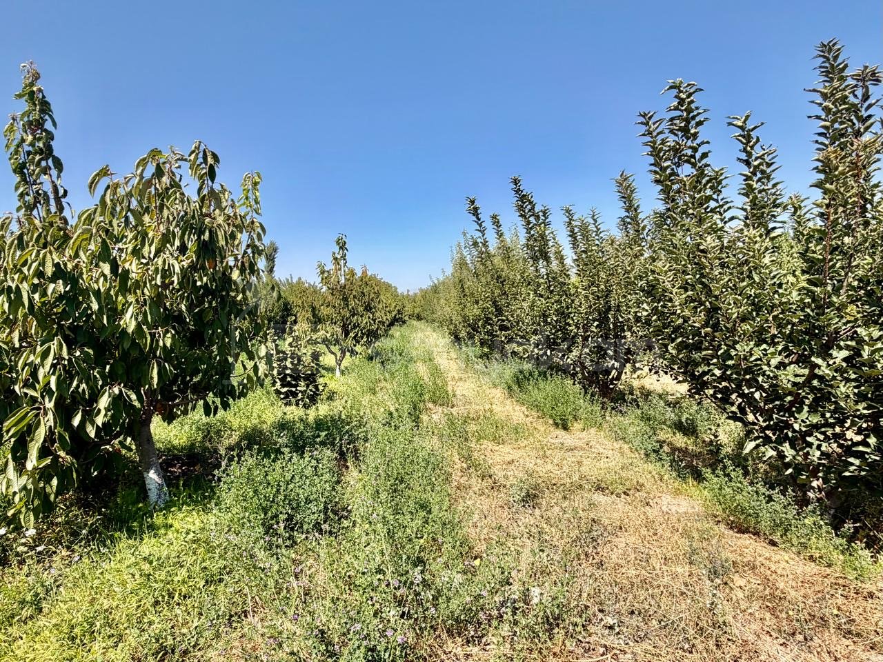 Այգի, 3600քմ, Ոռոգման Ջրով, Էլեկտրականությամբ, Ցանկապատված