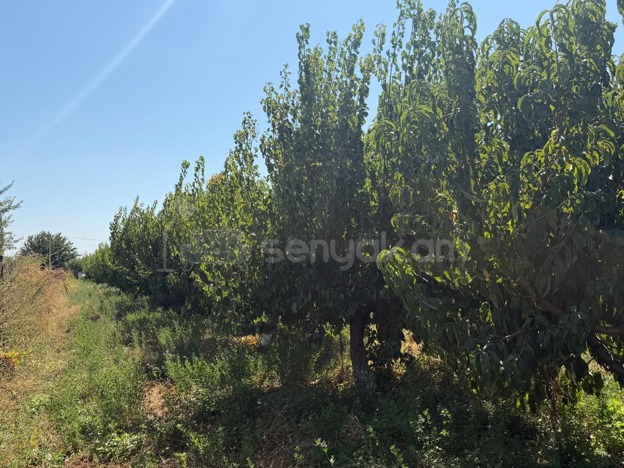 Այգի, 3600քմ, Ոռոգման Ջրով, Էլեկտրականությամբ, Ցանկապատված