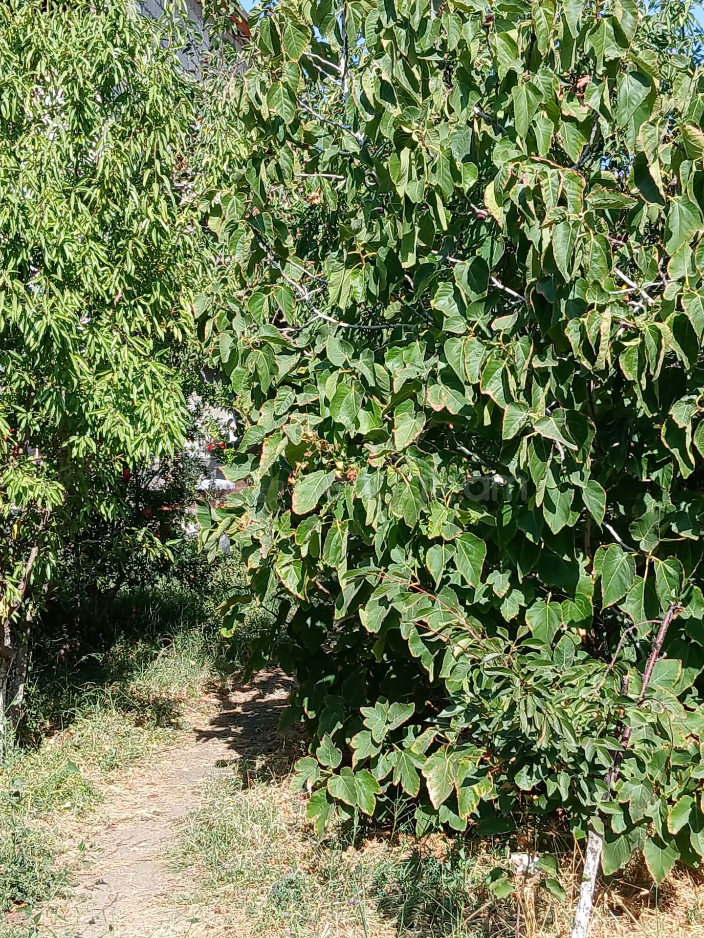 2 Սենյականոց Սեփական Տուն, 50քմ, Կոսմետիկ Վերանորոգված